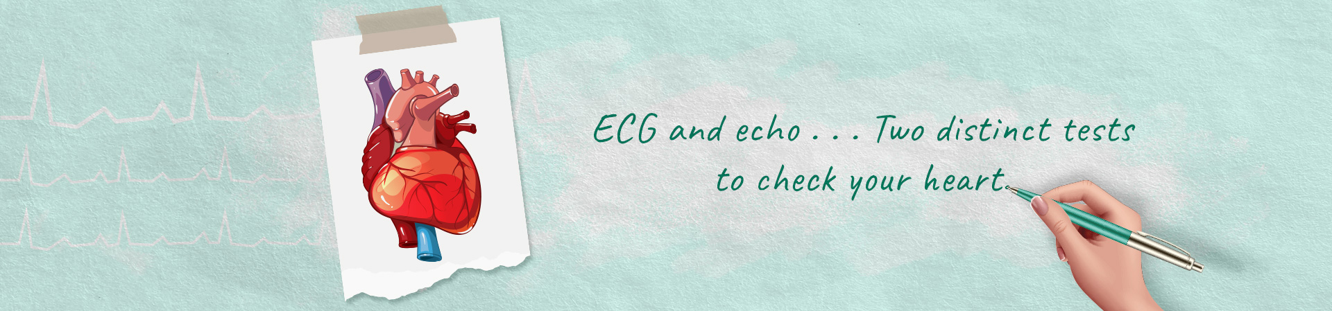 echocardiography